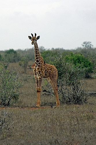 Kenia (432)